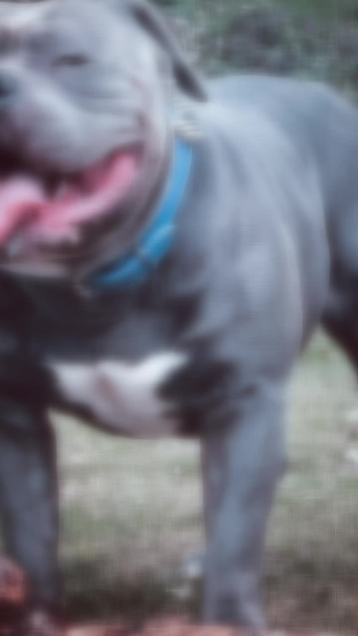 @GordiTheBully