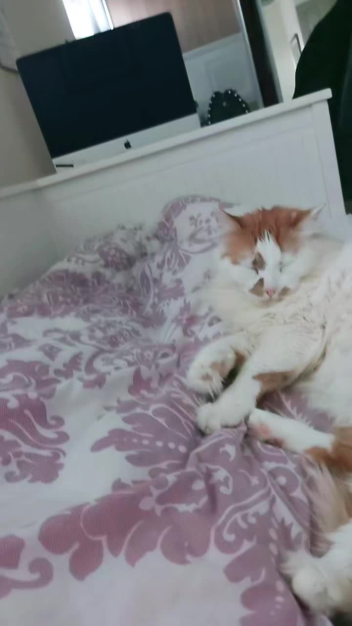 @Meowko