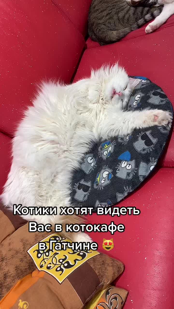 @Антошкин Кот