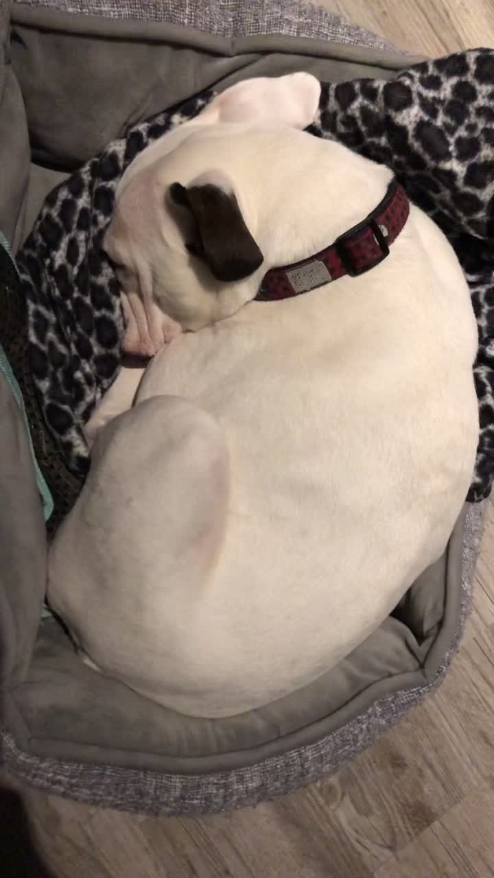 @Steve_theCat&Dozer_thebantam