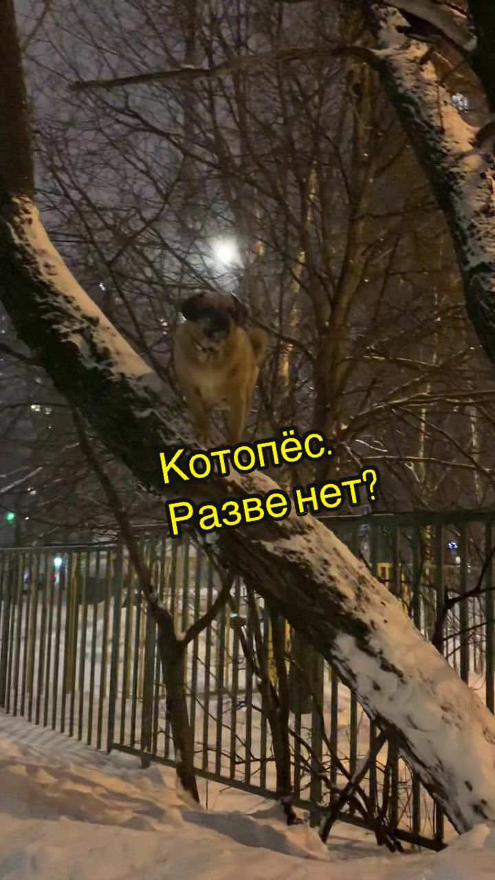 @Абу Саныч и Холли Ольговна