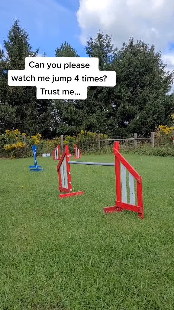@Zedthebordercollie🇨🇦