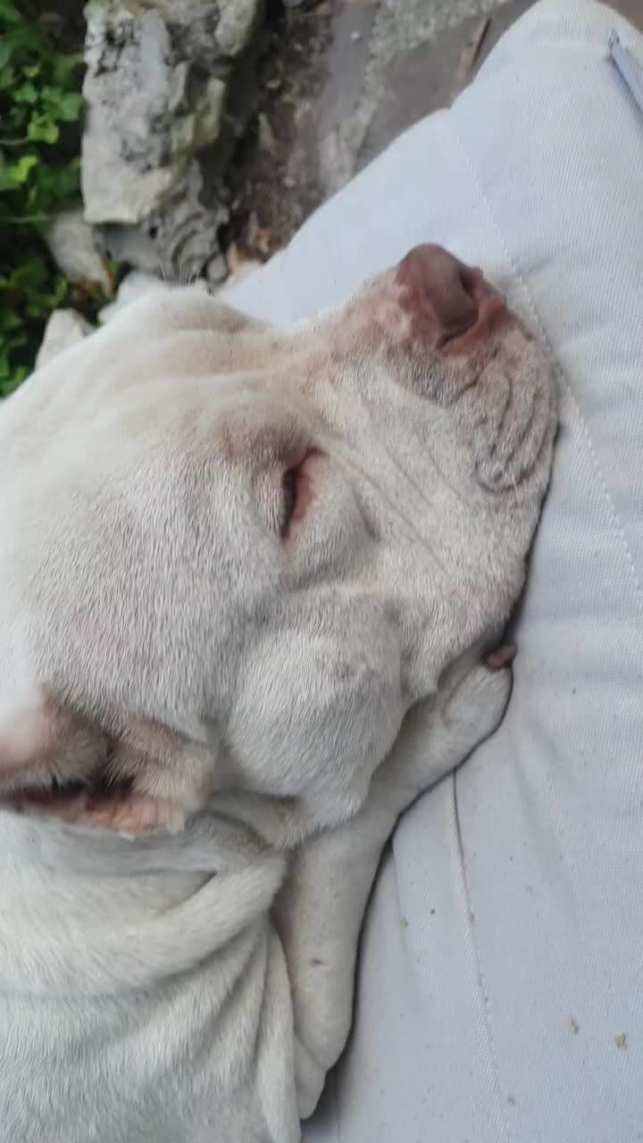 @🐾🪐The bully 🪐🐾