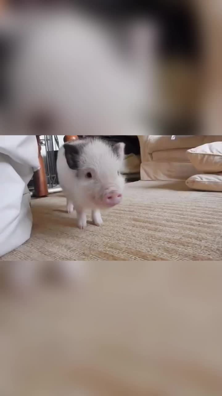 @GartonGatti