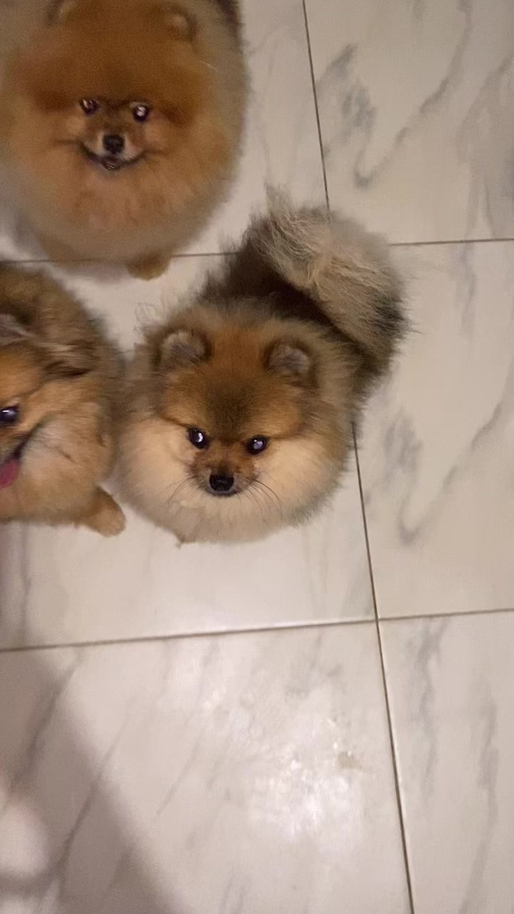 @Pomeranian