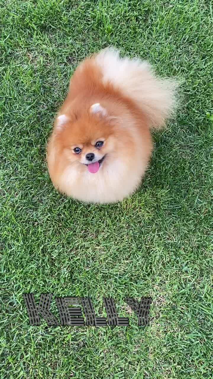 @Pomeranian