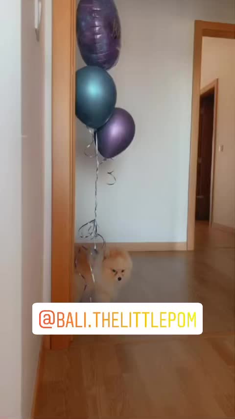 @Pomeranian