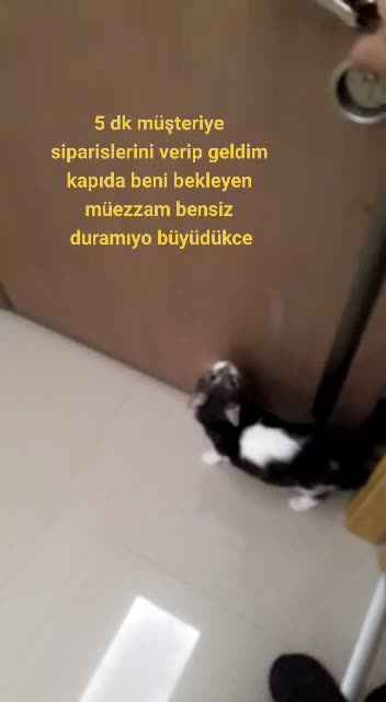 @Elif Enise Alan&ccedil;ay