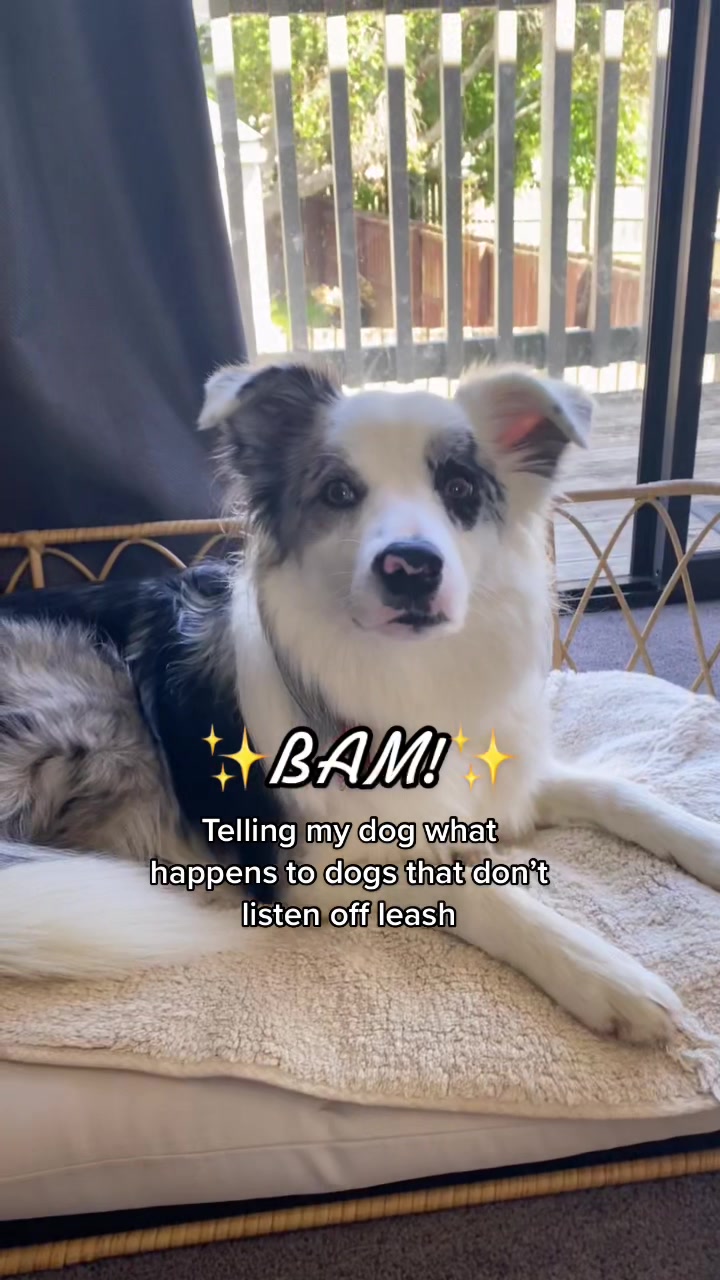 @life.with.collies