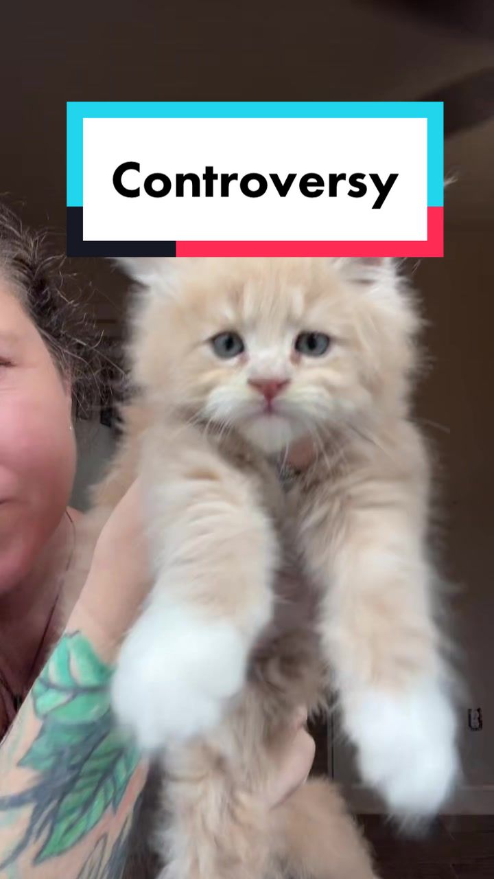 @Sassy Koonz Luxury MaineCoons