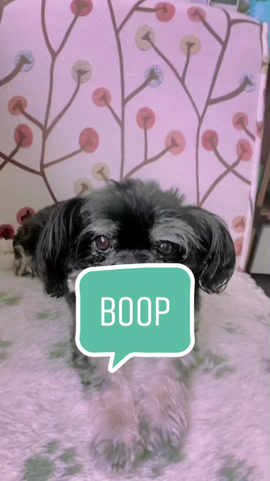@Katrin - HappyPawsPantry