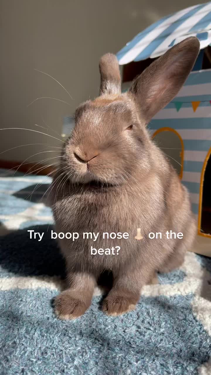 @Bunny rabbit chocolate 🍫