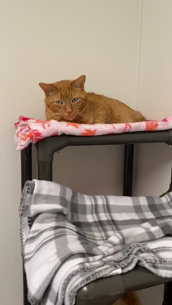 @Watertown Humane Society