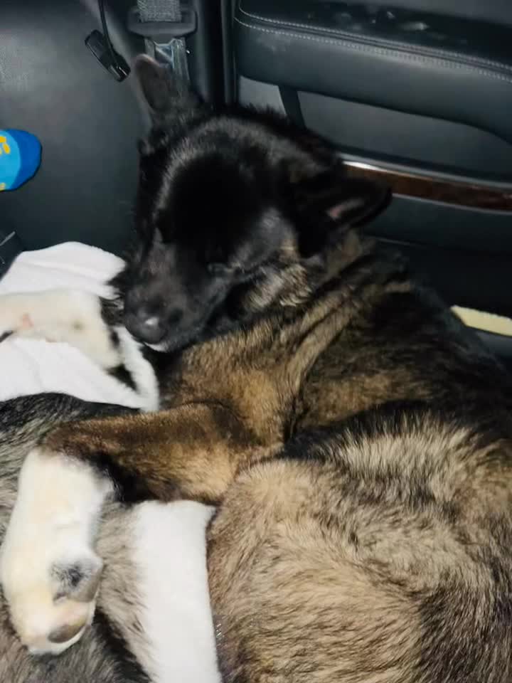 @Akitas.shiba.w