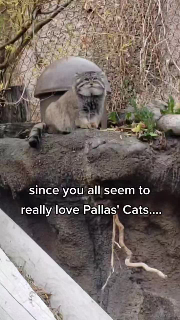 @Zookeeper Melanie
