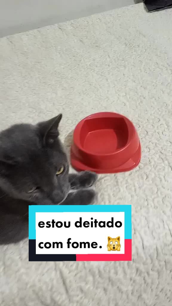 @O GATO ZEZ&Eacute;