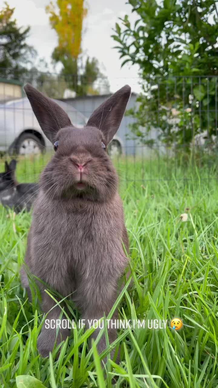 @Bunny rabbit chocolate 🍫