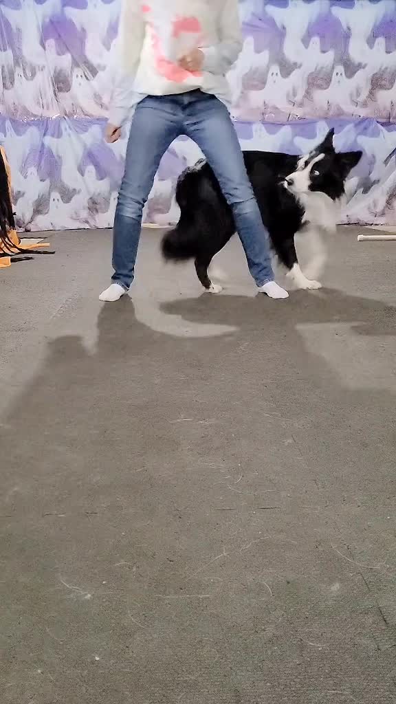 @Zedthebordercollie🇨🇦