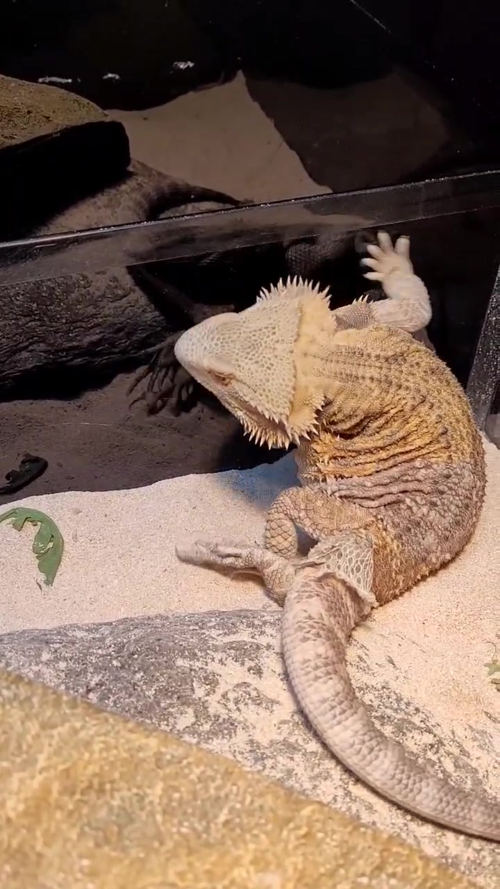 @AggressiveJazzHands