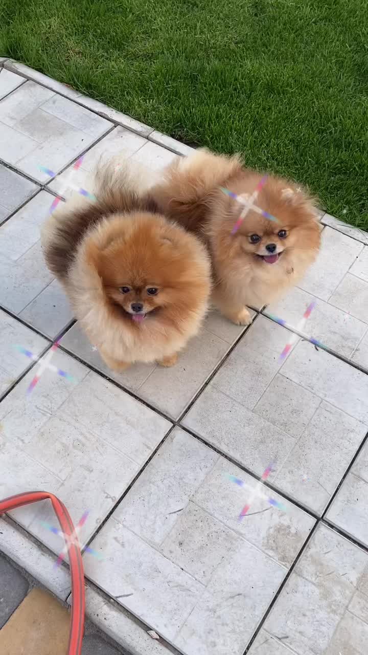 @Pomeranian