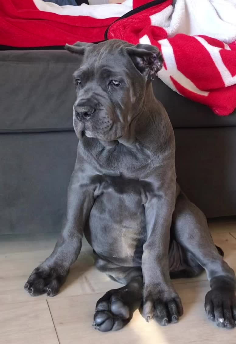 @Phoenician Cane Corso Stormi