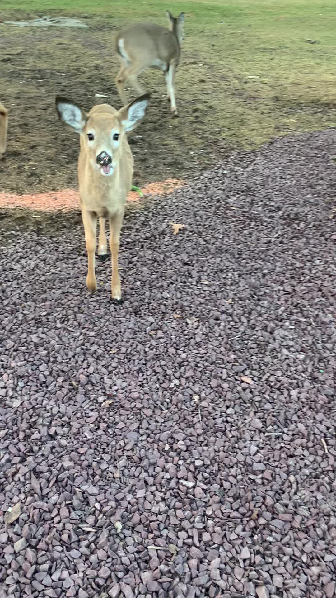 @Anita 🦌🌳