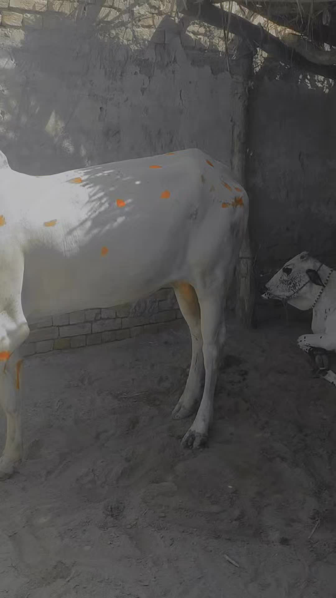 @اذان کھنڈویہ 🖤🍁