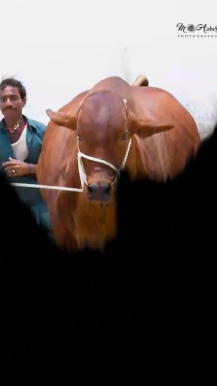@🔥 Eid_cow 🔥
