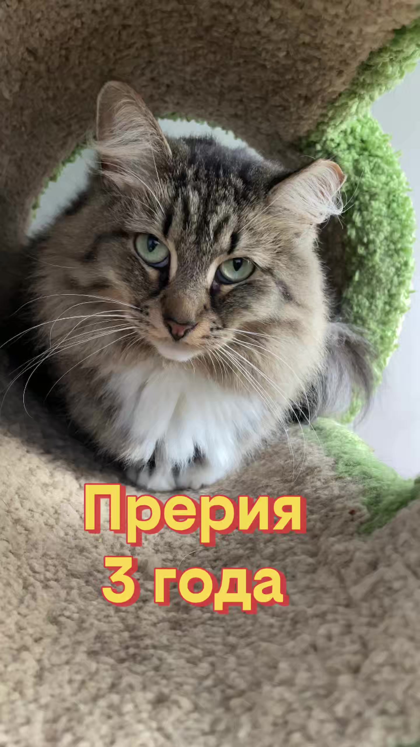 @Приют Новый дом