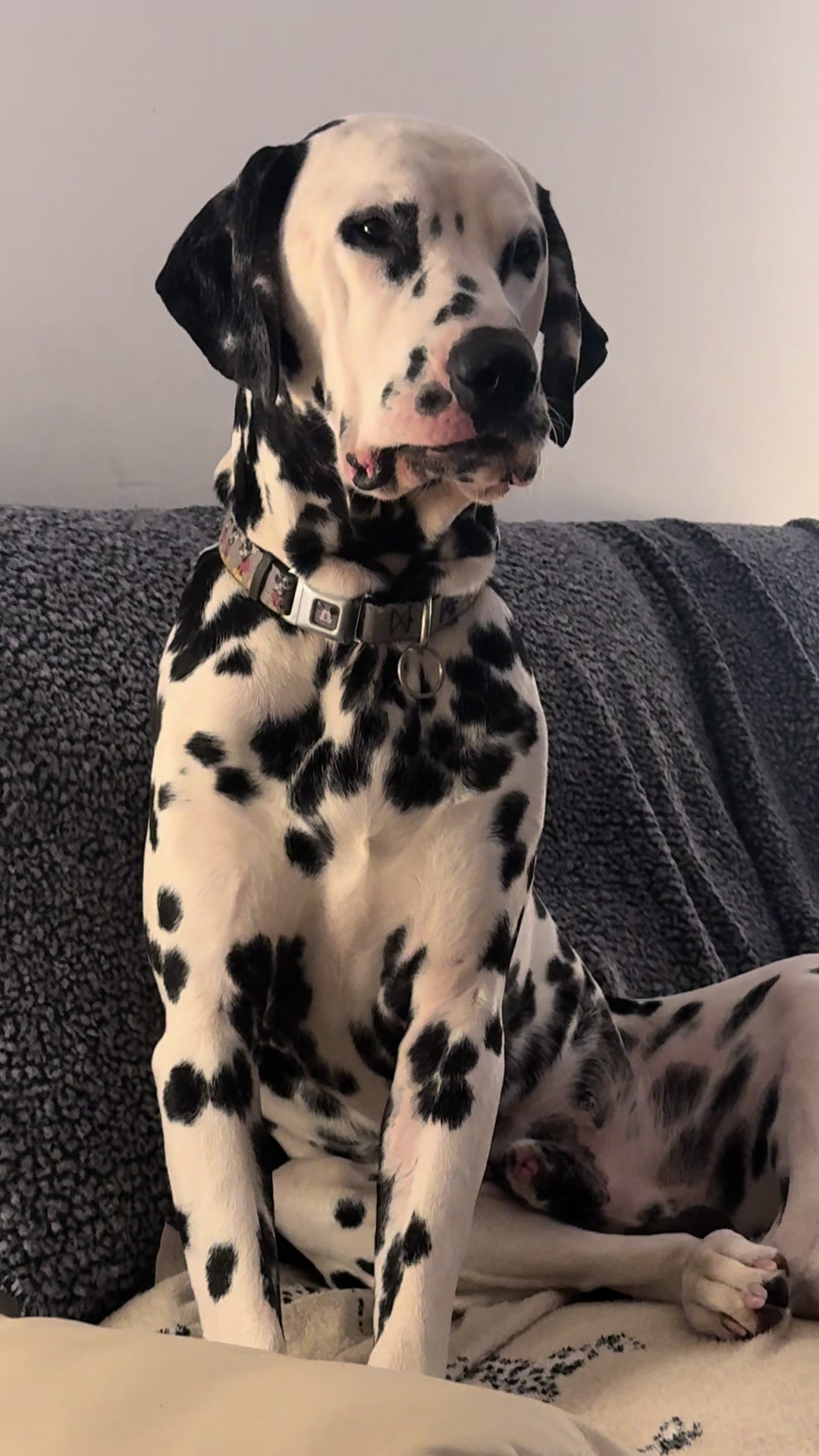 @Tommy & Babbles the Dalmatian