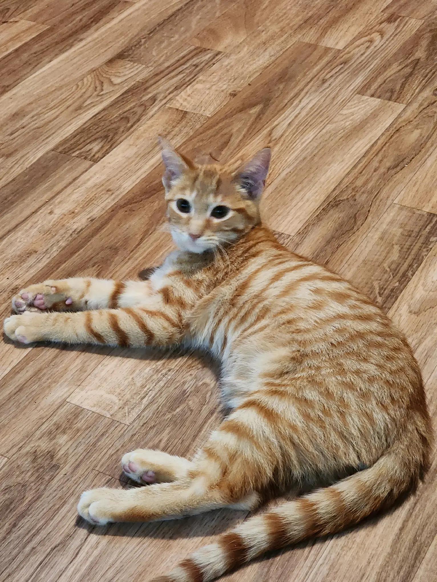 @Kitty Sanctuary