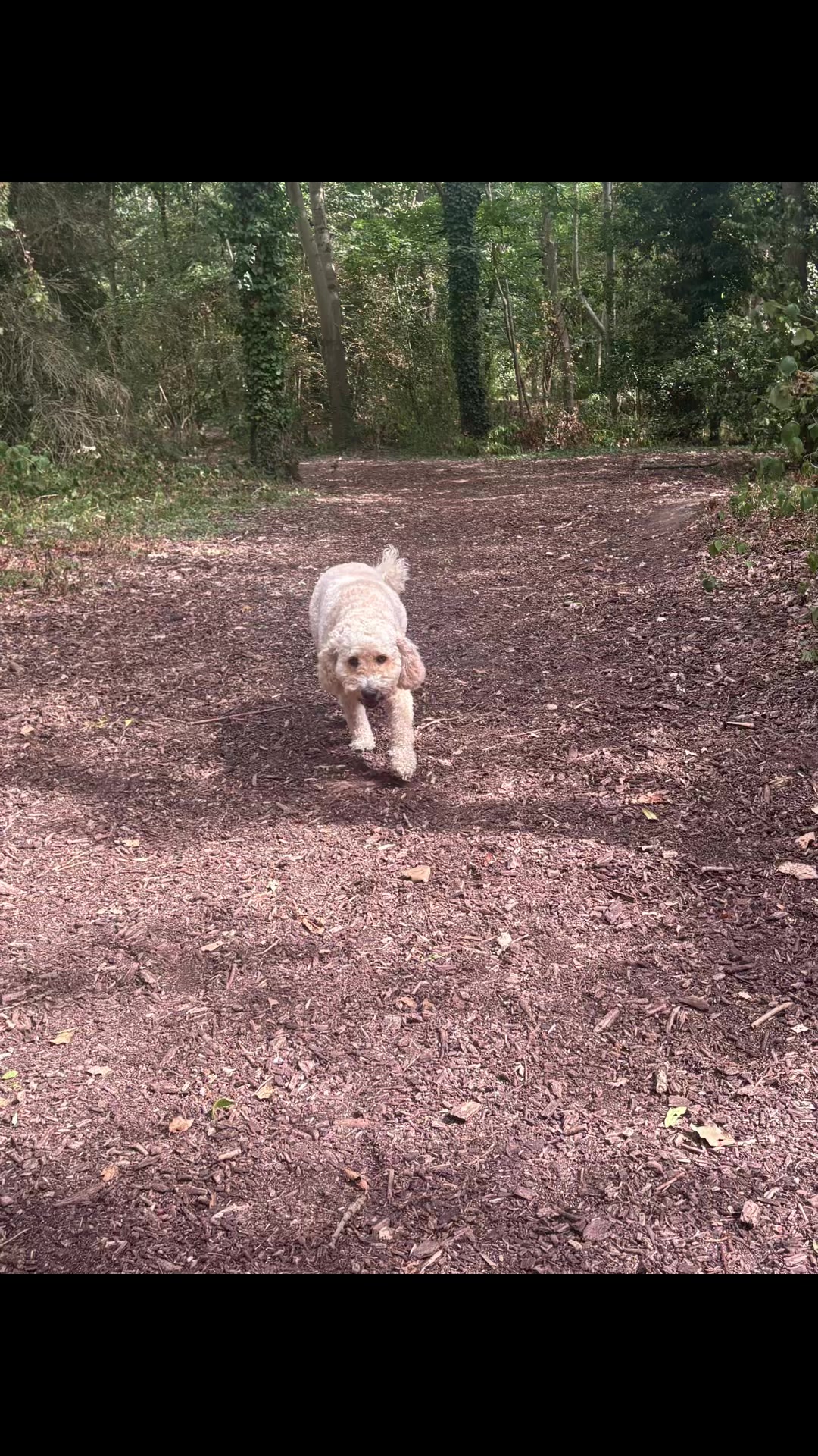 @tswoofwoof.co.uk