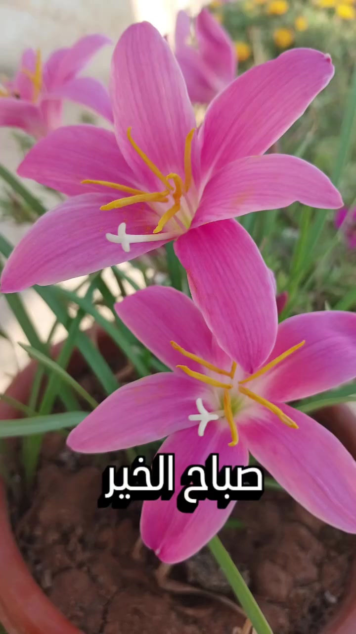 @أنوآر✨ٱلحيٰآة🌞🇩🇿