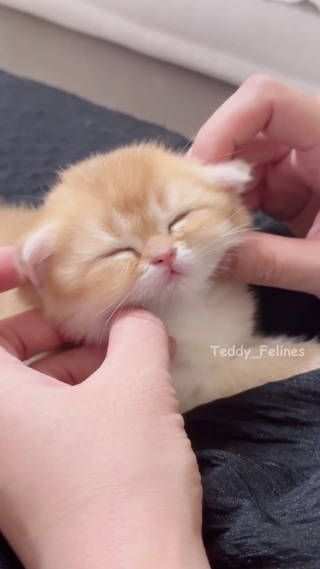 @Teddy_Felines 🧸🐾