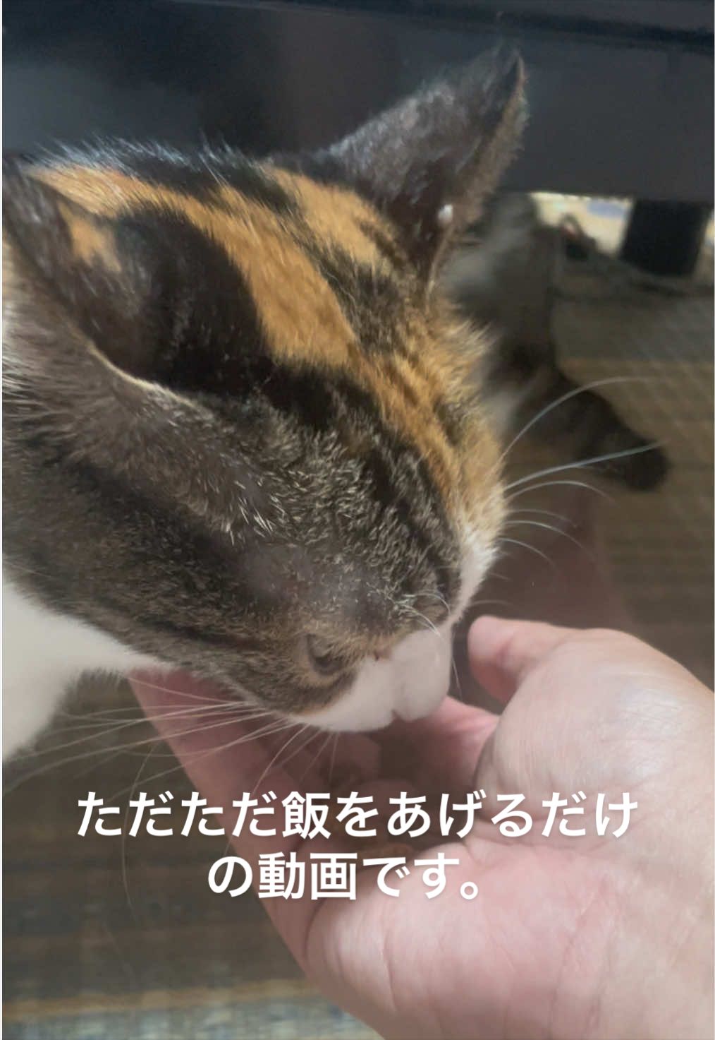 @肉球パンチ👊