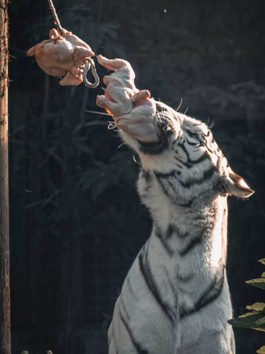 @Parco Zoo delle Star