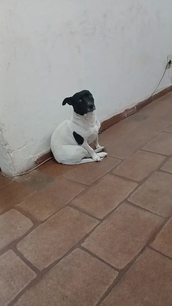 @Nubia Oficial