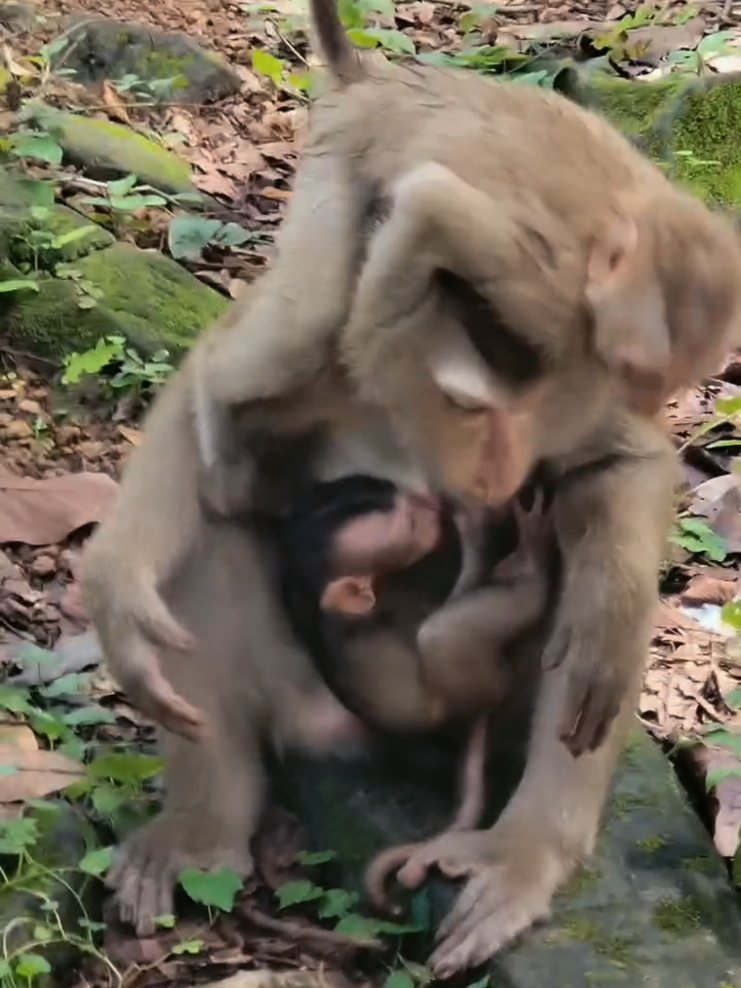 @Law of Nature 🐒