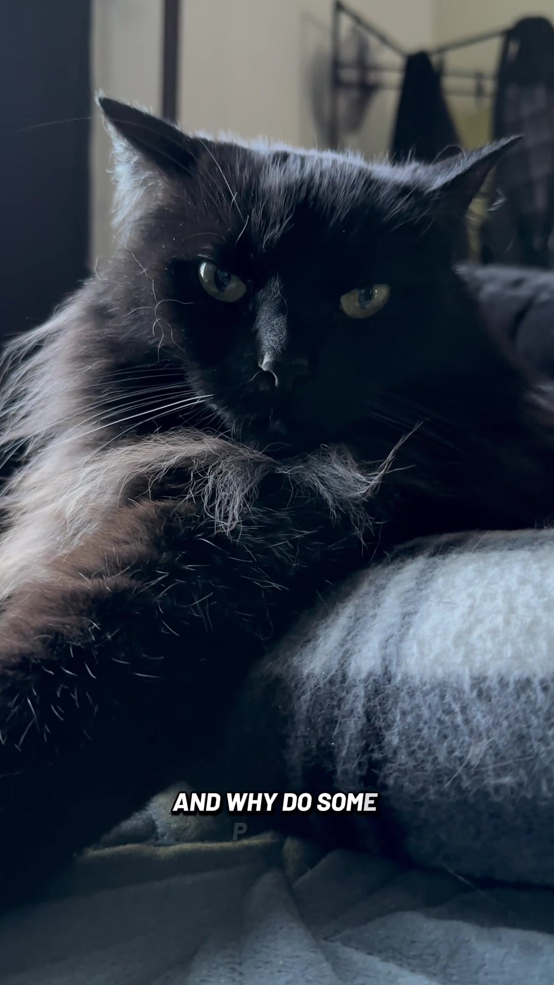 @Sir FluffyButt,the cat🇨🇦🇺🇦