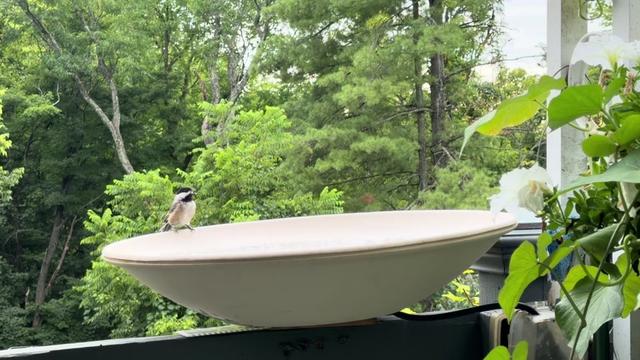 @Backyardbirdz