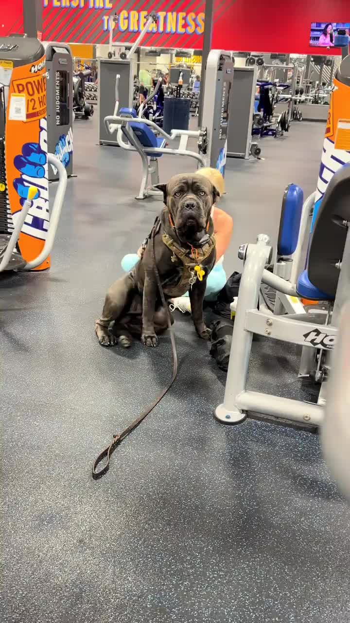 @Charlee The Cane Corso