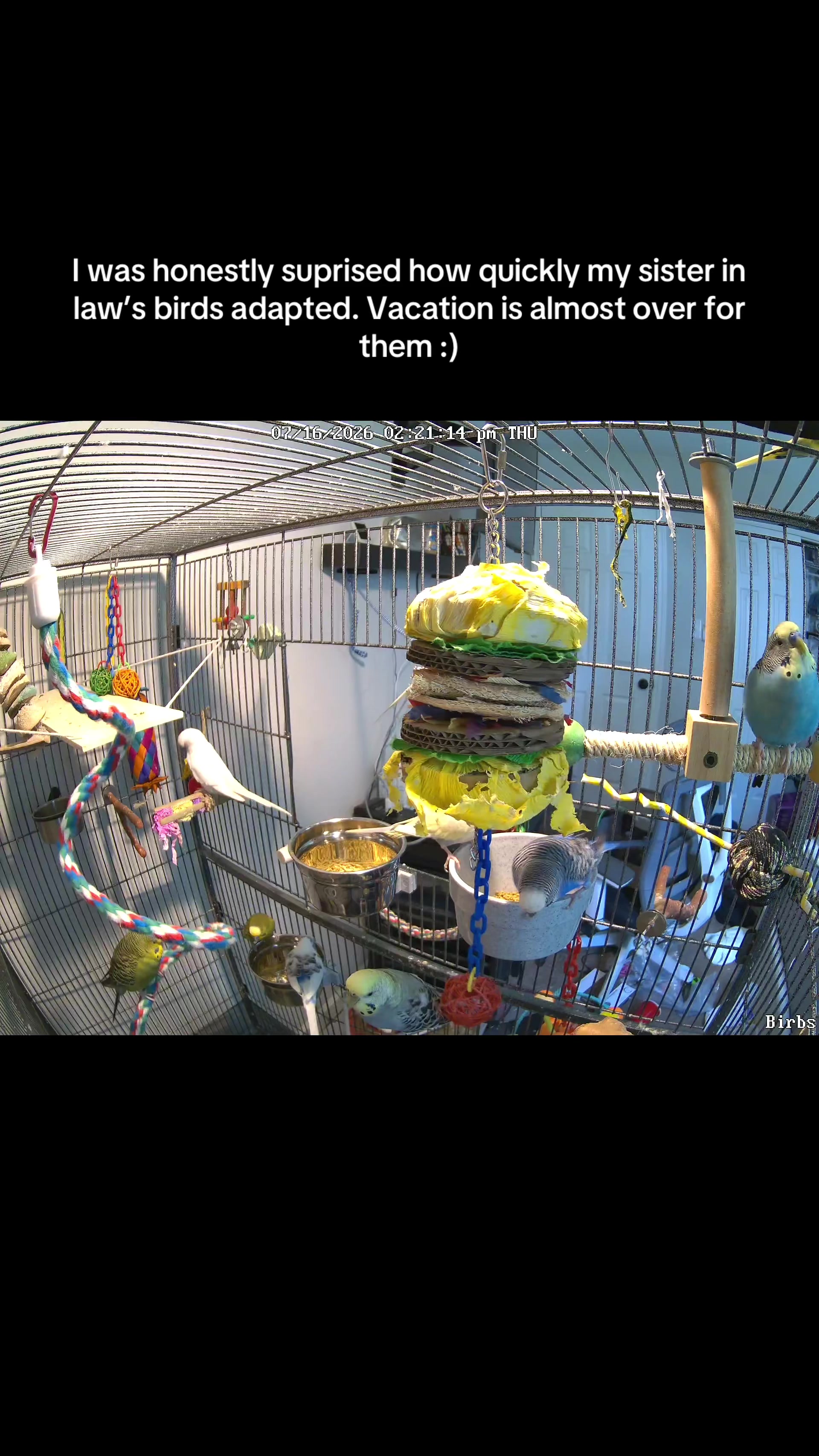 @PikaBoo & Friends 🦜