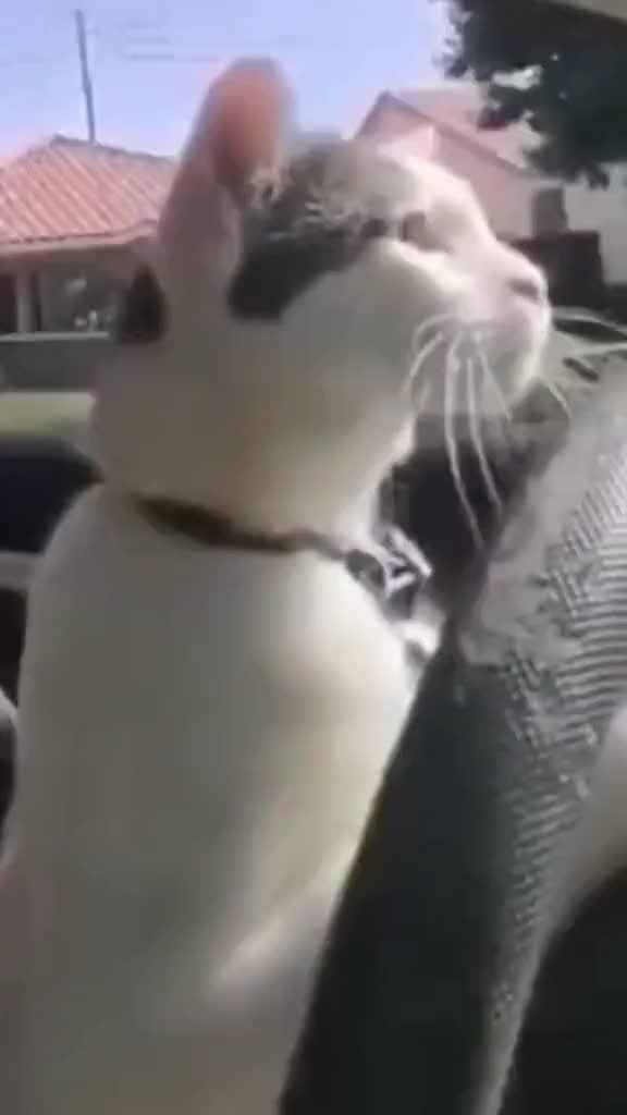 @Pecinta Kucing
