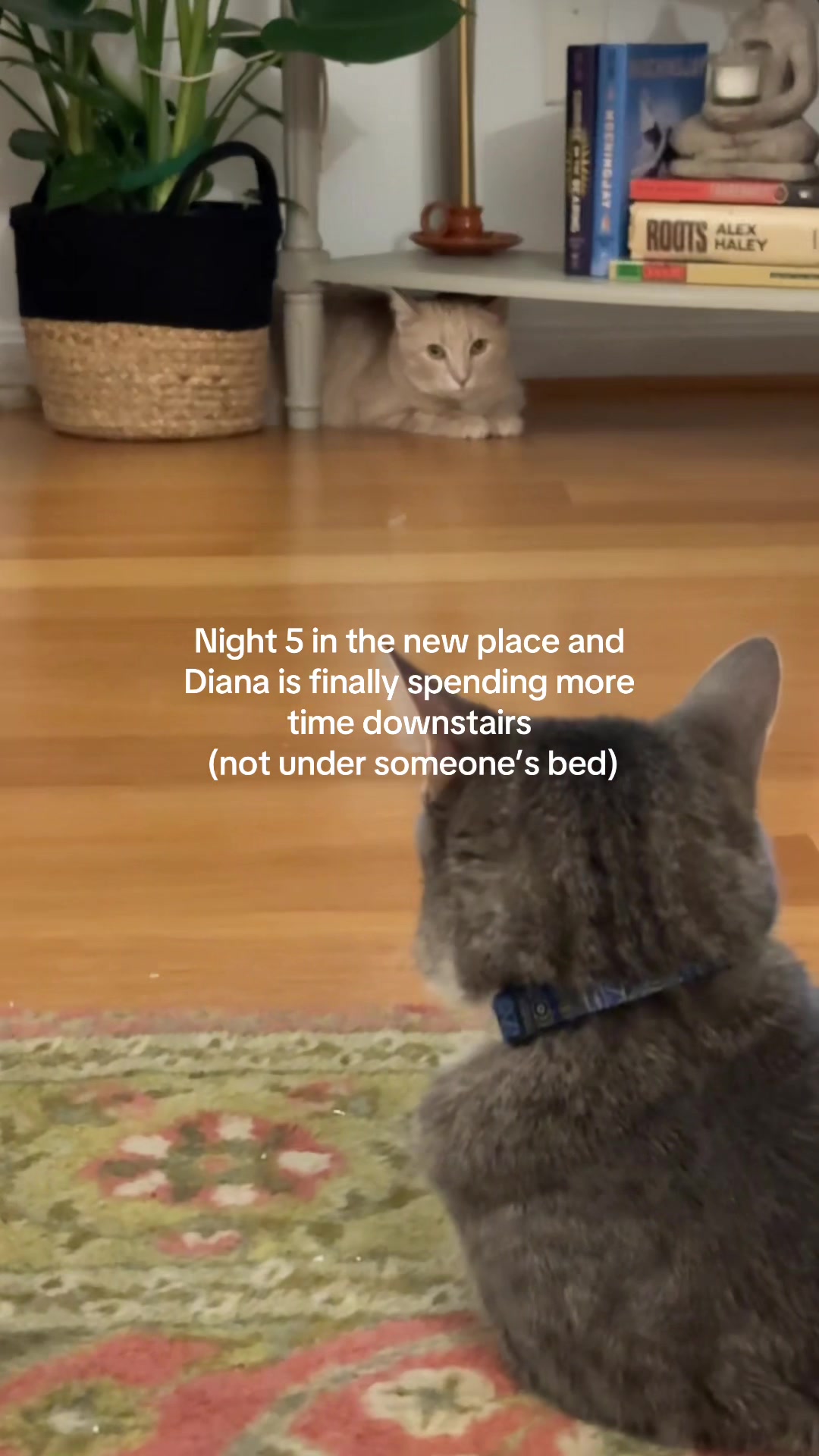 @harry🕊️🌈 & Diana 🐈🐾