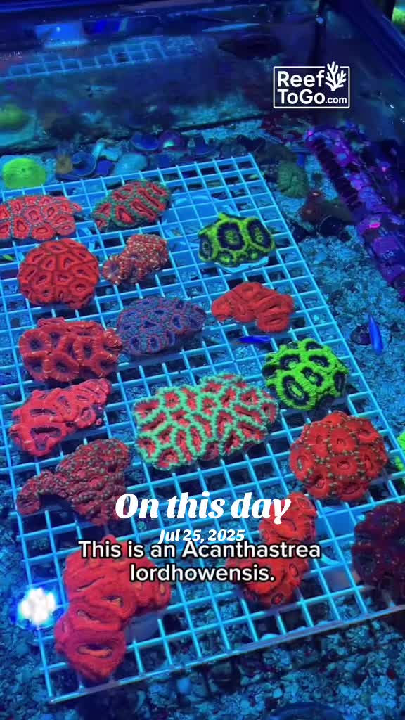 @Reeftogo