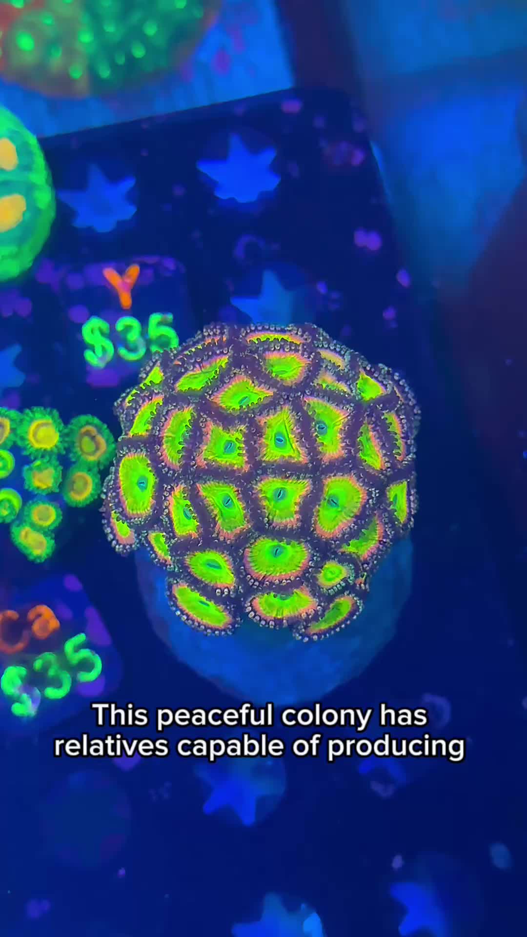@Reeftogo