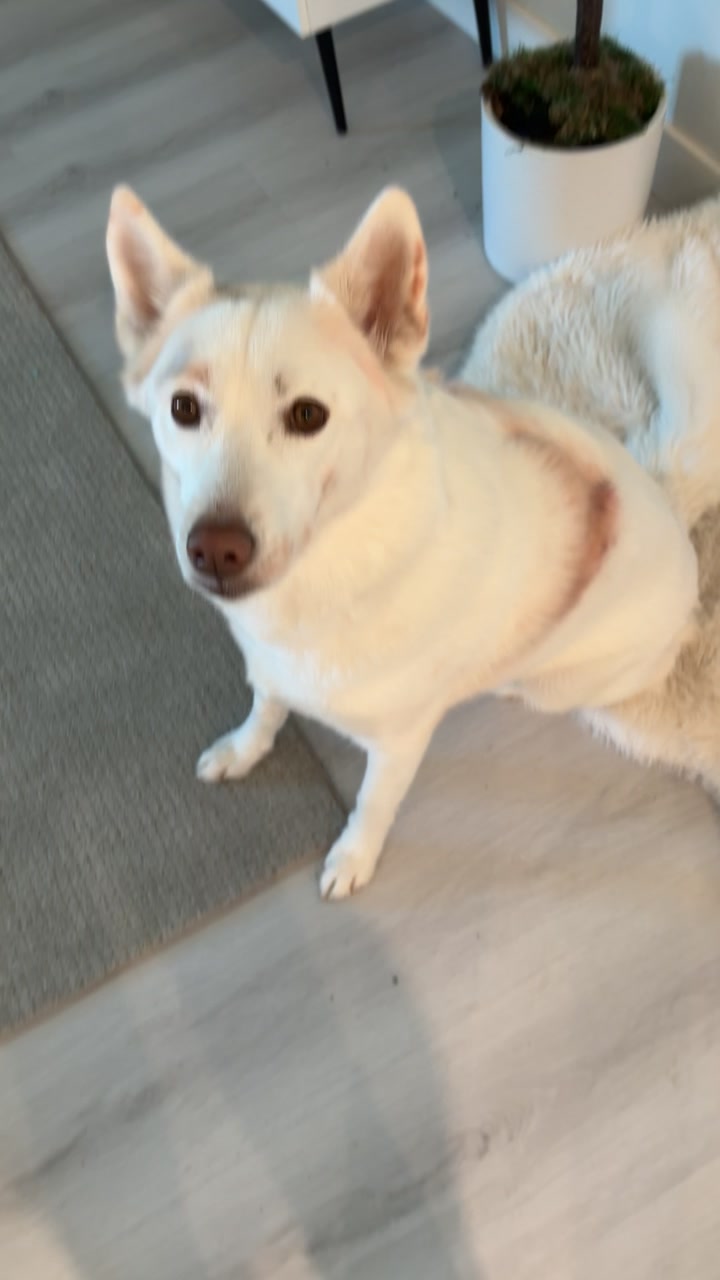 @Erza The Husky