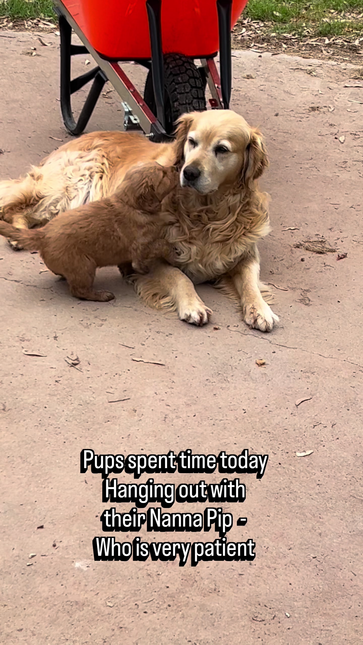@HighCountryRetrievers