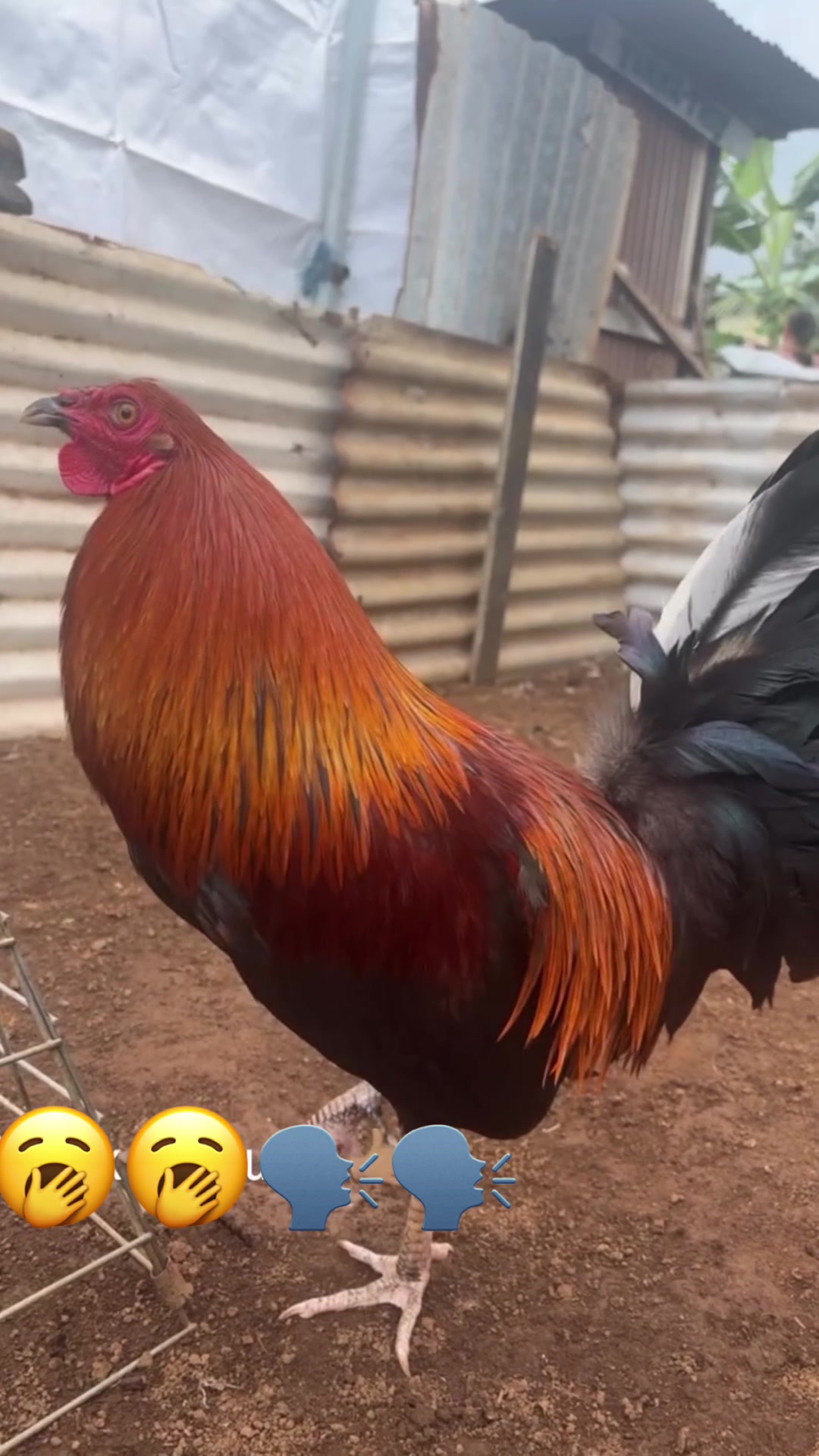 @ltowngamefowl