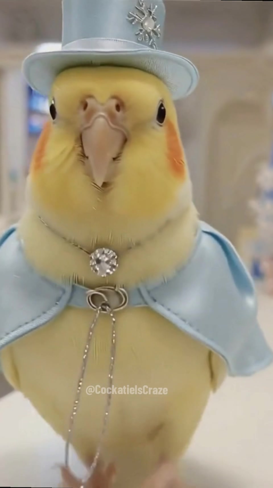 @Cockatiels Craze